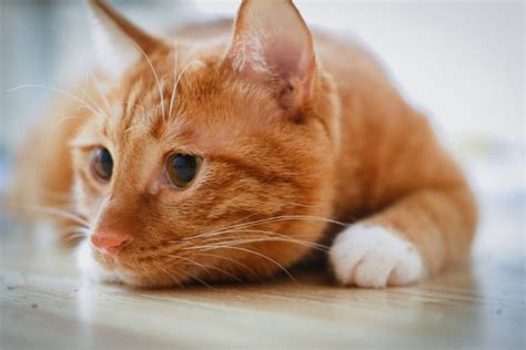 ide nama kucing oren jantan  lucu  mudah diingat kumparancom