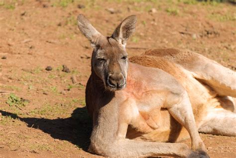 roos attack       avoid  australian geographic