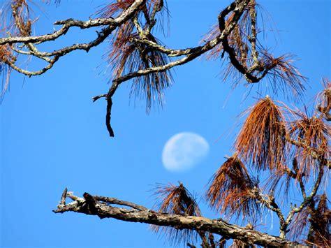 Econ River Wilderness Area – Imagine Our Florida, Inc