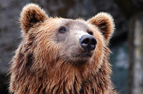 Bear Facts like Bear cubs are born blind, and without hair