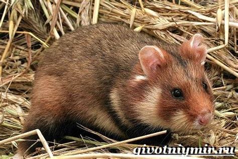 Звичайний хом'як, його зовнішній вигляд і середовище проживання 2020
