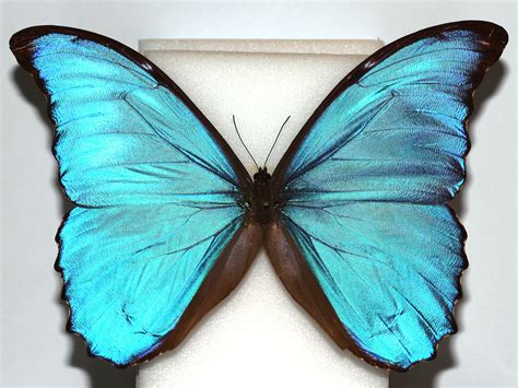 Morphos – ChrisR