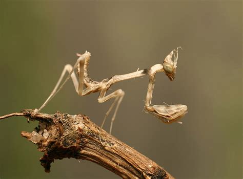 Богомолы. Часть 4. Empusa pennicornis - Перистоусая эмпуза: shinkarenkostas