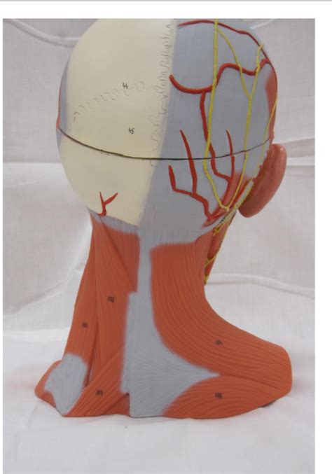 posterior head diagram quizlet