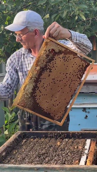 Осмотр сильной пчелосемьи🐝🐝🐝🐝🐝🐝🐝🐝🐝😍😍 - YouTube