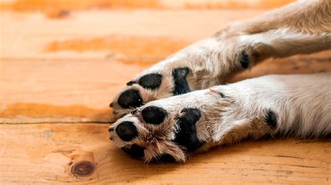 Подушечки лап, ключевая часть здоровья наших собак — PSH Pet Skin ...