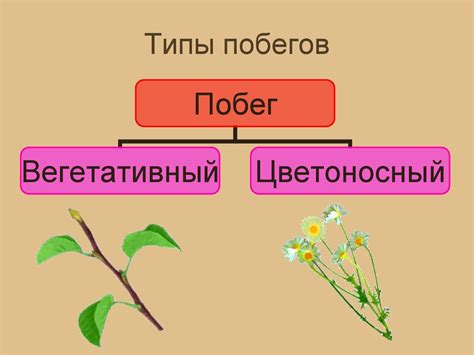 Строение побега - презентация онлайн
