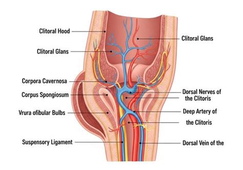 anatomical illustration   female clitoral structure labeled
