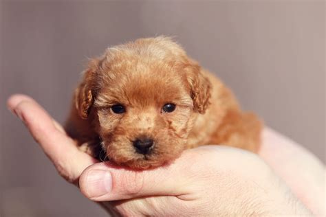 Teacup Poodle Facts, Size, Price, Colors, Breeders & More - Marvelous Dogs
