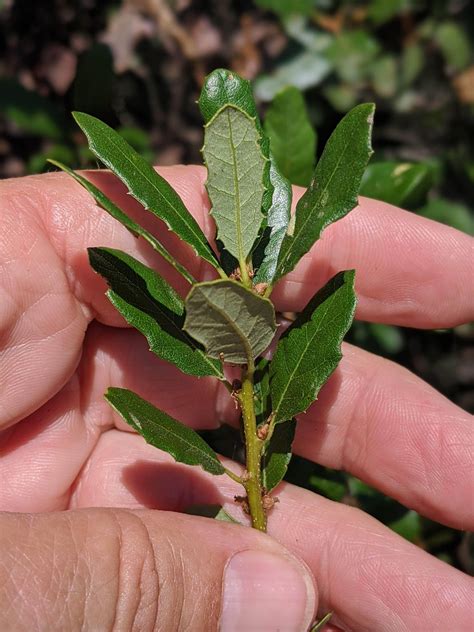 Quercus acutidens (Torrey's Hybrid Oak) | California Native Seeds from