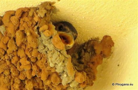 Cecropis daurica (Laxmann, 1769) - Hirundinidae (Aves Passeriformes ...