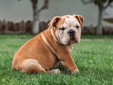 British Bulldog Puppies for Sale in Delhi | The Barking Babies