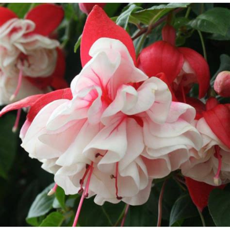Fuchsia Swingtime