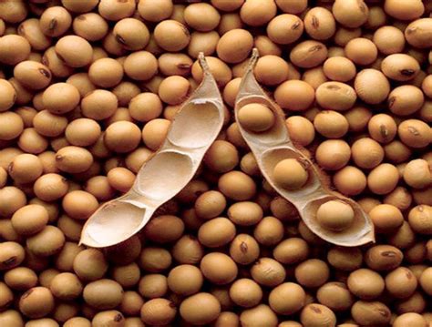 Куплю соя скупка дорого самовивіз — Agro-Ukraine