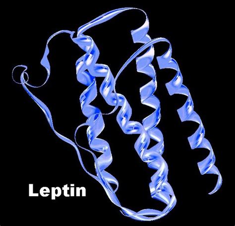 Low-Carb for You: Leptin Resistance I