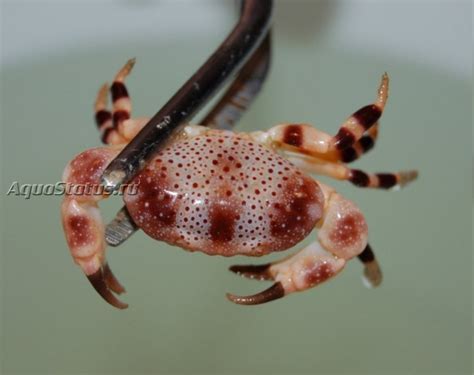 Краб Розовый пятнистый ксантидный ( Xanthias punctatus) (Справочник ...