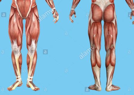 Lower Body Muscle Anatomy Diagram | Quizlet