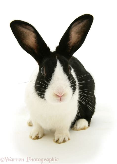 Black Dutch rabbit photo WP10621