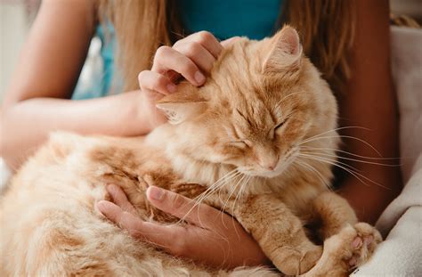 Почему коты мурчат? Причина мурчания котов
