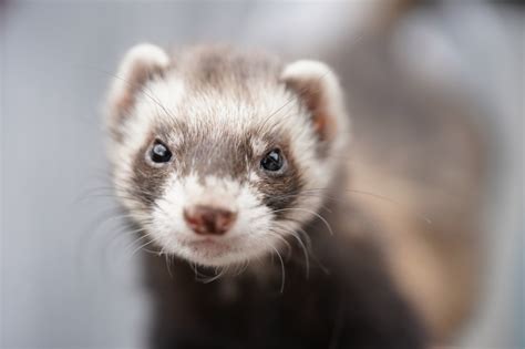 How Much Do Ferrets Cost? A Comprehensive Guide to Ferret Prices ...