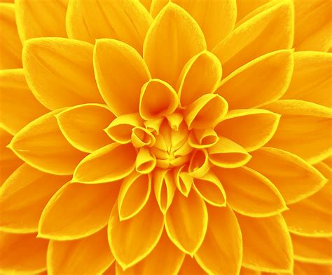 Free Images : flower, petal, yellow, dahlia, background, bright ...