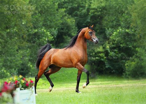 Calateon - Избранные фотографии - фотографии - equestrian.ru