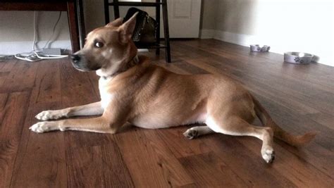 My basenji/shiba inu mix annoyed with my picture taking : Basenji