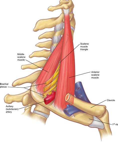 anatomy   thoracic outlet thoracic surgery clinics