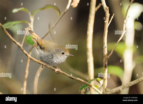 Tasmanian Thornbill Acanthiza ewingii Tasmanian endemic PHotographed in ...