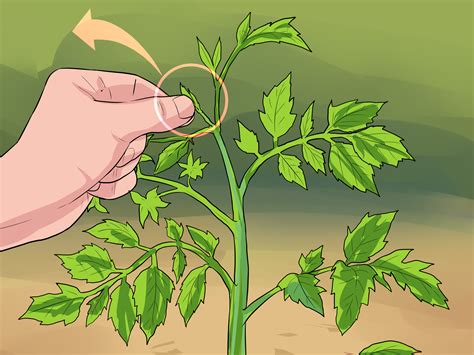 How to Prune Tomatoes: 9 Steps (with Pictures) - wikiHow