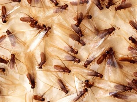 What You Need to Know about Formosan Subterranean Termites - Killum ...