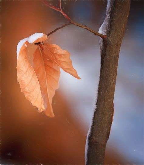 brown autumn leaf   branch closeup  image
