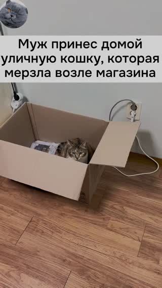 Клипы Котофей