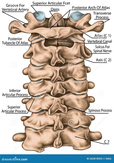 BOARD Cervical Spine Structure, Posterior View Stock Illustration ...