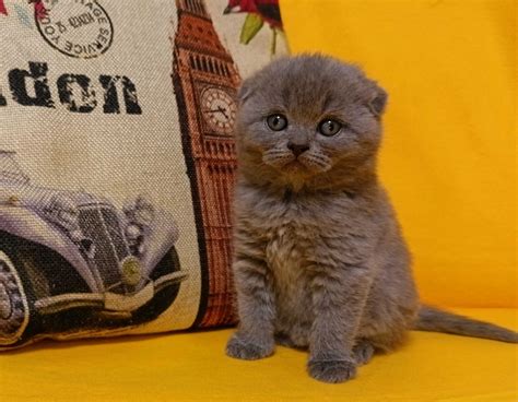 Шотландська висловуха дівчинка Ліберті: 350 $ - Кошки Черкассы на Olx