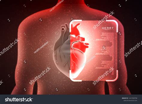 3d Illustration Anatomy Human Heart Stock Illustration 1441958798