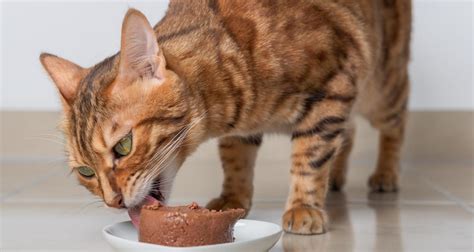 Как да пазим котешката храна от мухите - Котки - DogsAndCats.bg