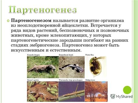 Партеногенез фото