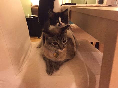 cat stack aww