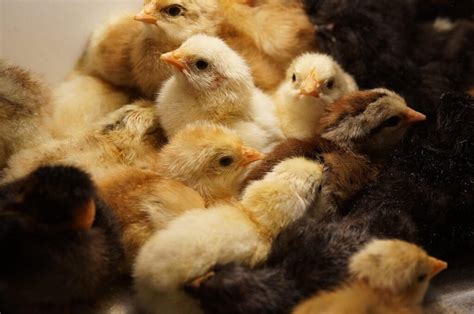 Mastering Temperature Control in Chicken Incubators: A Comprehensive ...