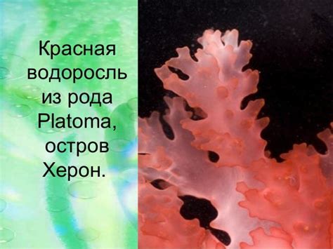 Водоросли