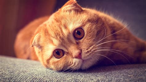 Scottish Fold Wallpapers (45 images) - WallpaperCosmos