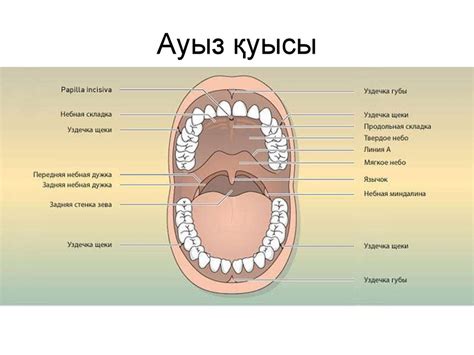 Ауыз қуысы - презентация онлайн