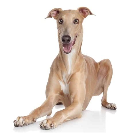 Greyhound breeds: Whippet, Borzoi, Italian Greyhound, Deerhound