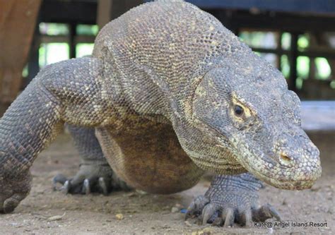Komodo National Park – Angel Island Komodo