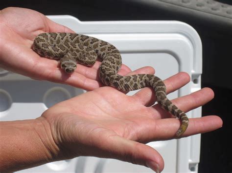 Snake Safety: Protect Your Kids with Education