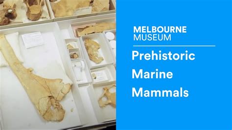 Discover Documentary #6 | Prehistoric Marine Mammals - YouTube