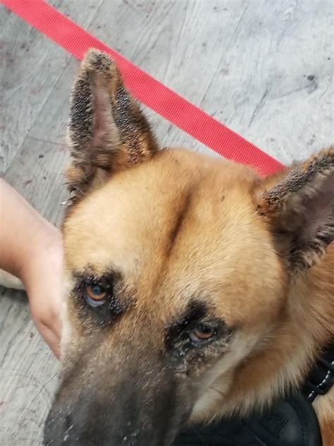 3411 best Vet Tech images on Pholder | Vet Tech, Aww and Pitbulls