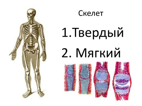 Общая и функциональная артросиндесмология - презентация онлайн
