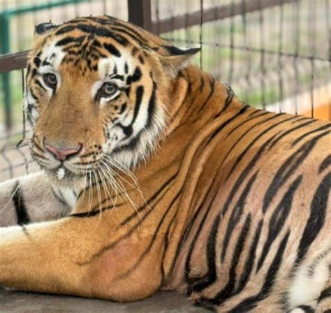 Tiger that escaped from zoo near US-Mexico border a week ago is captured
